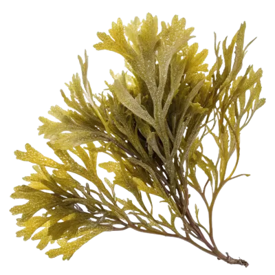 Imagen PNG para descargar